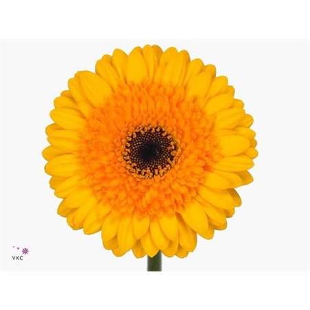 Gerbera .racket Mi Davidson c1776