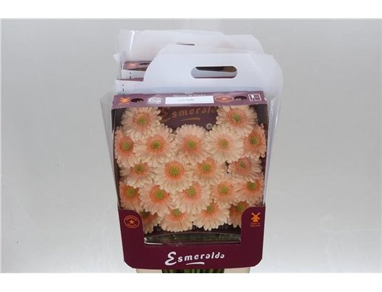 Gerbera .racket Mi Miami c1779