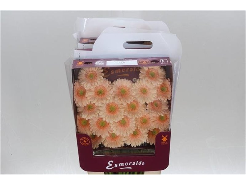 Gerbera .racket Mi Miami c1779