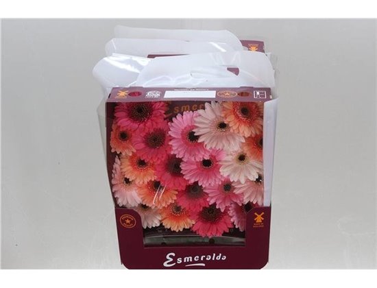 Gerbera .racket Mi Mixed Monaco c1781
