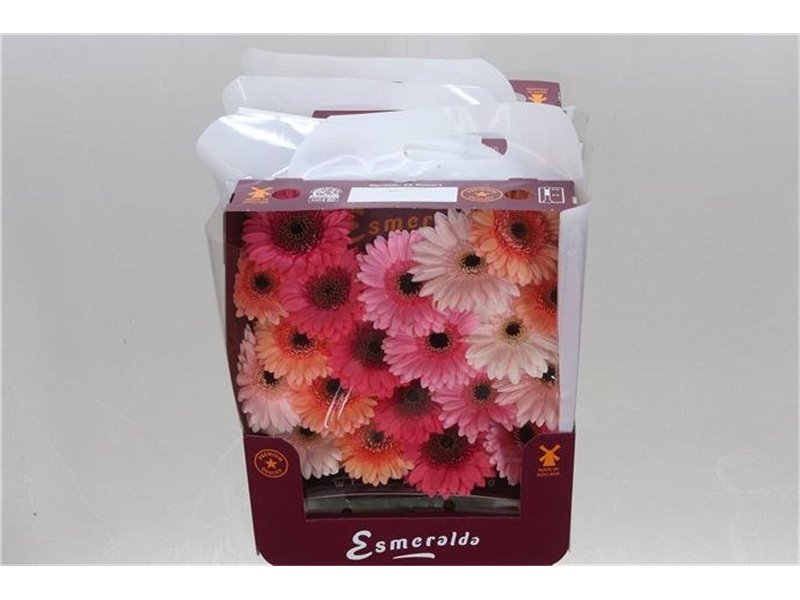 Gerbera .racket Mi Mixed Monaco c1781