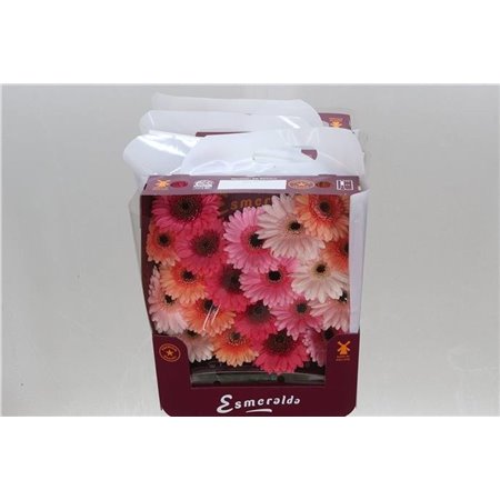 Gerbera .racket Mi Mixed Monaco c1781