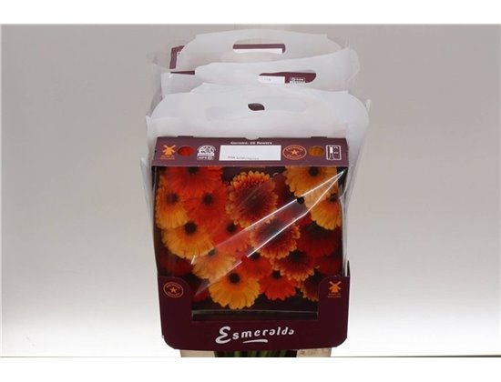 Gerbera .racket Mi Mixed Orangina c1782