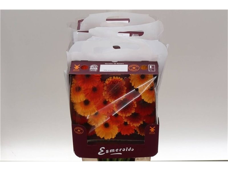 Gerbera .racket Mi Mixed Orangina c1782