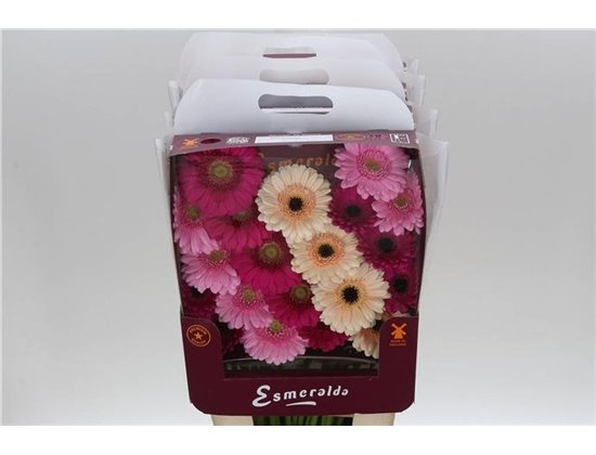 Gerbera .racket Mi Mixed Orangina c1783