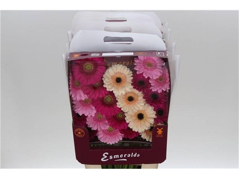 Gerbera .racket Mi Mixed Orangina c1783