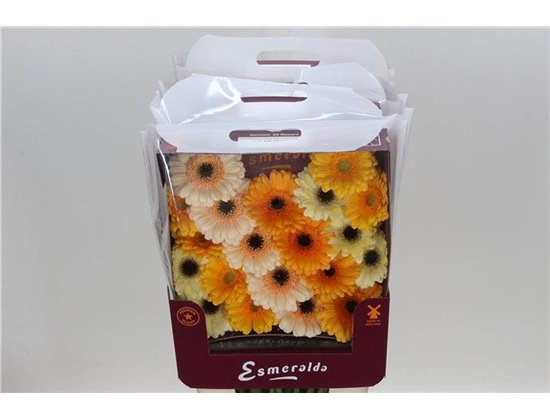Gerbera .racket Mi Mixed Valencia c1785