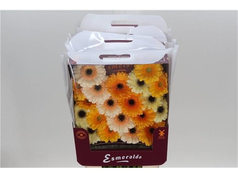 Gerbera .racket Mi Mixed Valencia c1785
