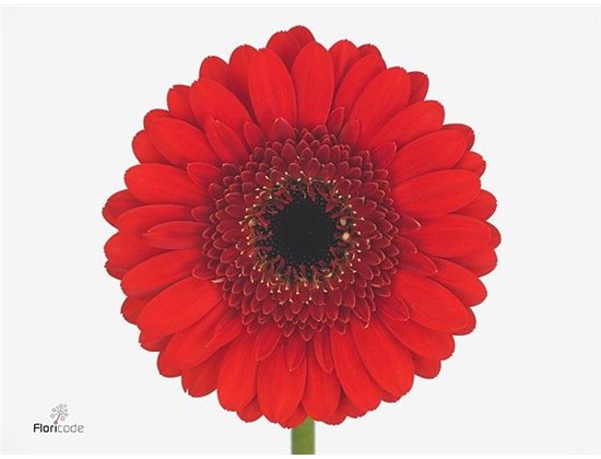Gerbera .racket Mi Nirvana c1786
