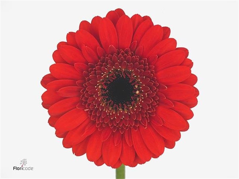 Gerbera .racket Mi Nirvana c1786