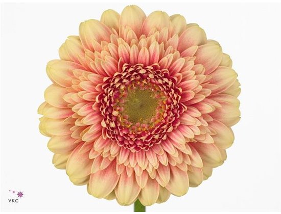 Gerbera .racket Mi Pomponi Bebob c1788