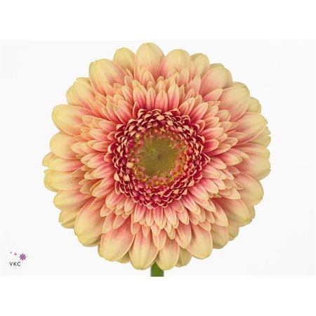 Gerbera .racket Mi Pomponi Bebob c1788