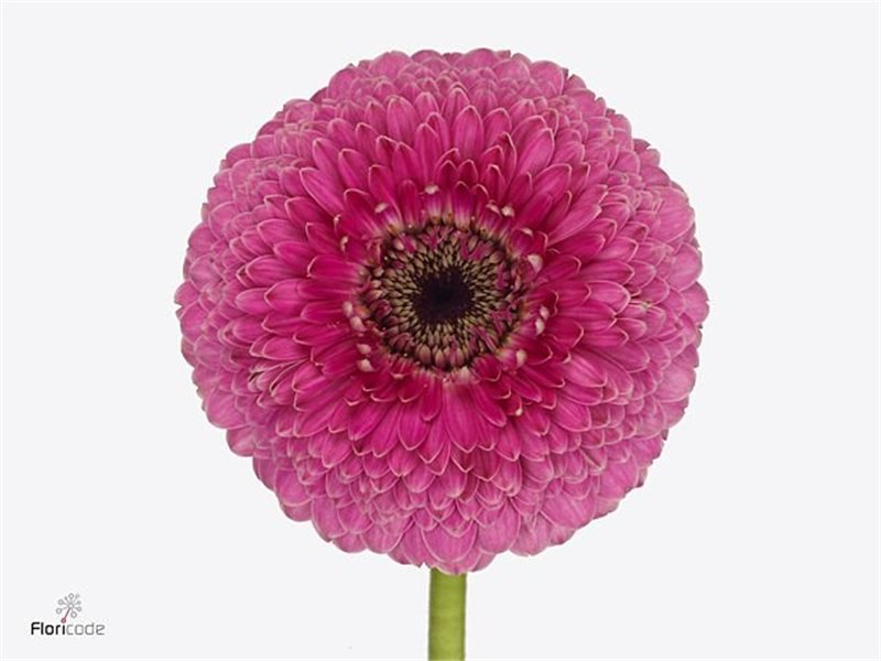 Gerbera .racket Mi Pomponi Belphi c1789