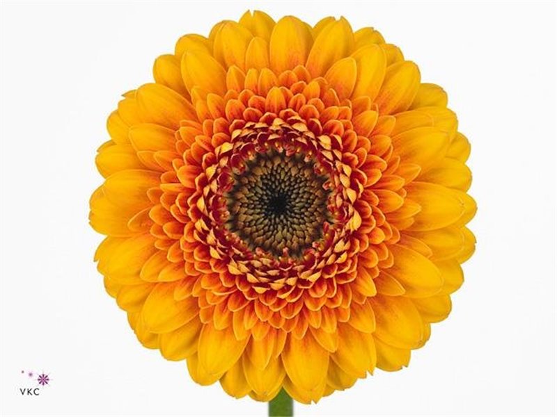 Gerbera .racket Mi Pomponi Bonita c1790