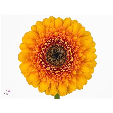 Gerbera .racket Mi Pomponi Bonita c1790