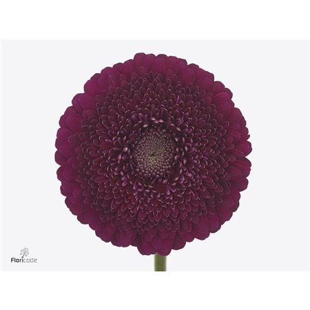 Gerbera .racket Mi Pomponi Danee c1791