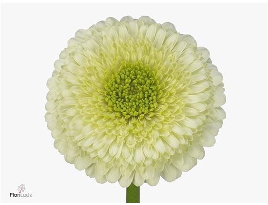 Gerbera .racket Mi Pomponi Kermit 2.0 c1793