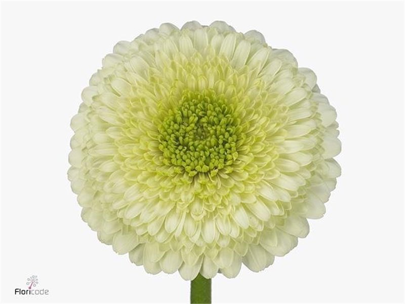 Gerbera .racket Mi Pomponi Kermit 2.0 c1793