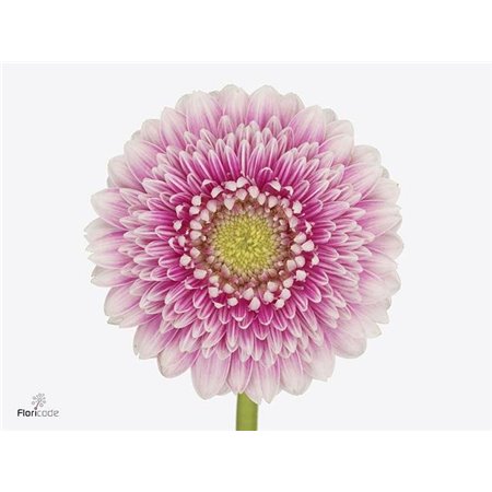 Gerbera .racket Mi Pomponi Noek c1795