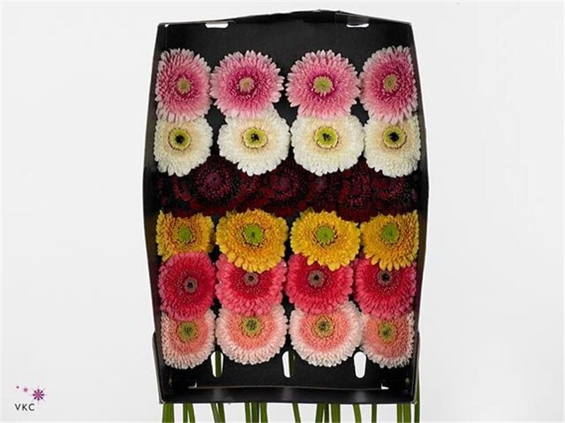 Gerbera .racket Mi Pomponi on Rij Mixed c1797