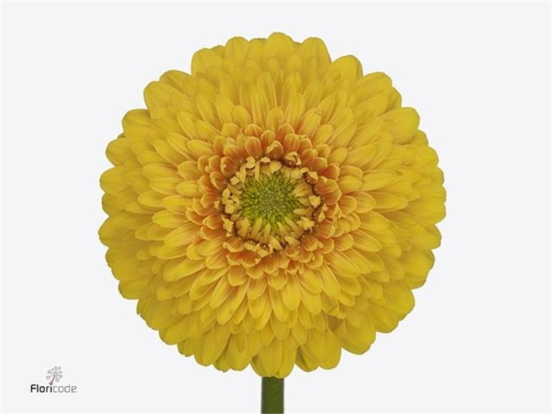 Gerbera .racket Mi Pomponi Sunlight c1798