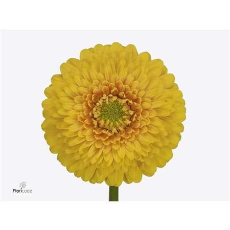 Gerbera .racket Mi Pomponi Sunlight c1798