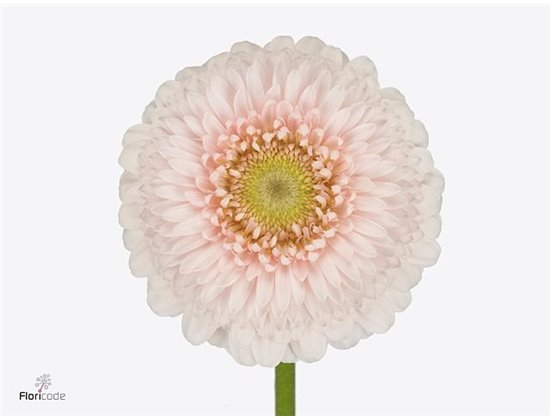 Gerbera .racket Mi Pomponi Sweetness c1799