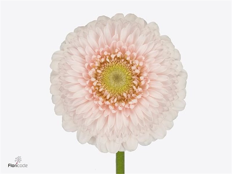 Gerbera .racket Mi Pomponi Sweetness c1799
