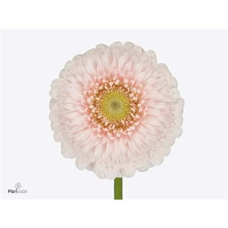 Gerbera .racket Mi Pomponi Sweetness c1799