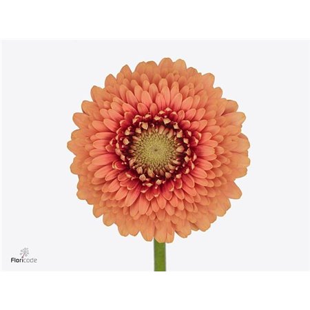 Gerbera .racket Mi Pomponi Zenna M c1800