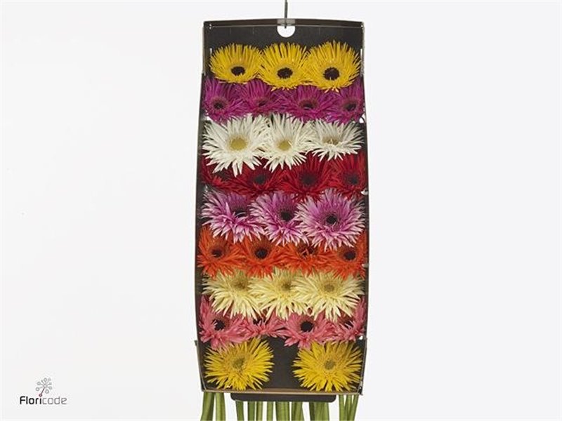 Gerbera .racket Mi Sp Mixed c1801