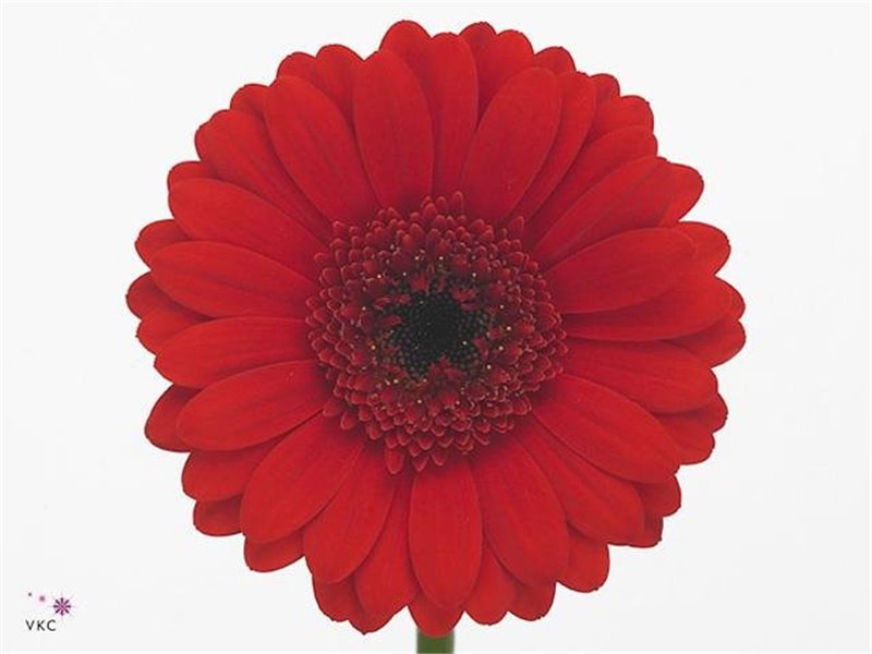 Gerbera .racket Mi Suri c1802