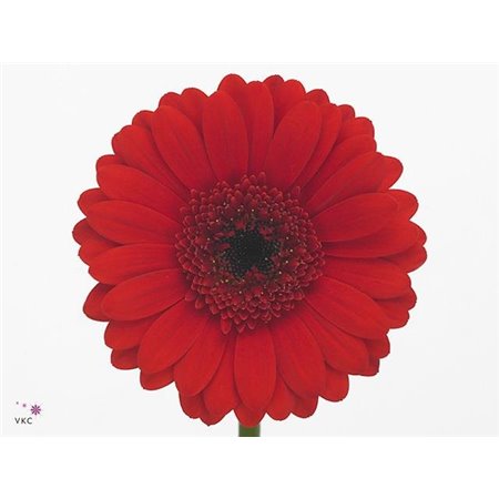 Gerbera .racket Mi Suri c1802