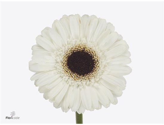 Gerbera .racket Mi Yuta c1803