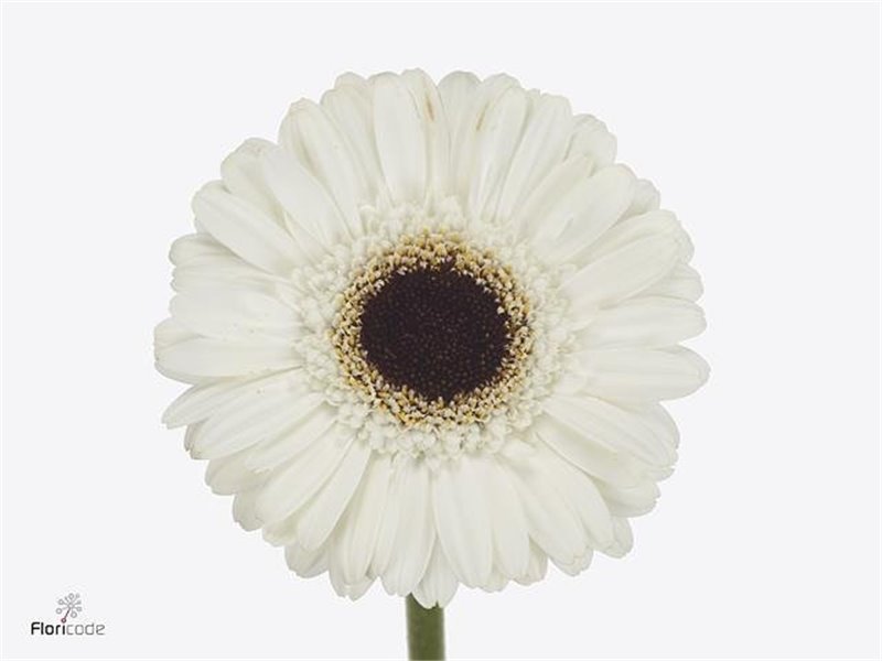 Gerbera .racket Mi Yuta c1803