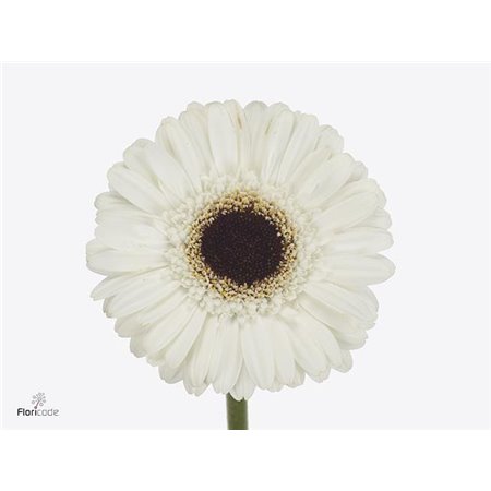 Gerbera .racket Mi Yuta c1803