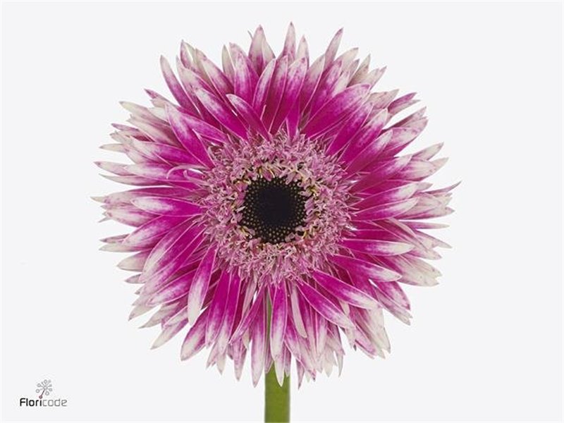 Gerbera Sp Mi Cyta x20 c1806