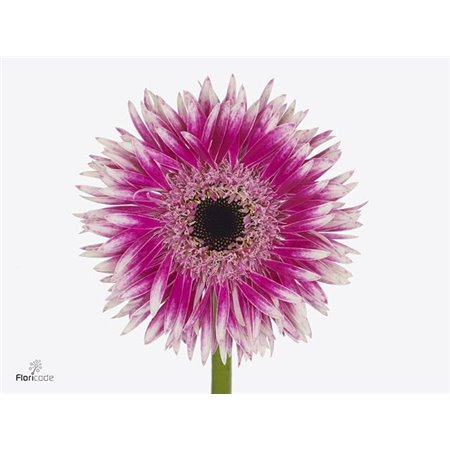 Gerbera Sp Mi Cyta x20 c1806