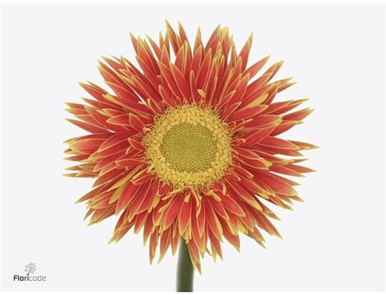 Gerbera Sp Mi Fairytale x20 c1807
