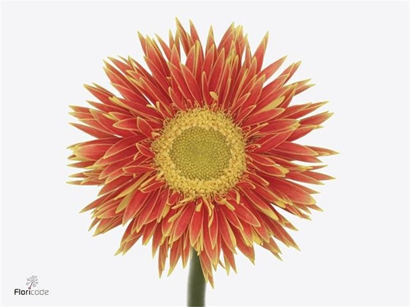 Gerbera Sp Mi Fairytale x20 c1807