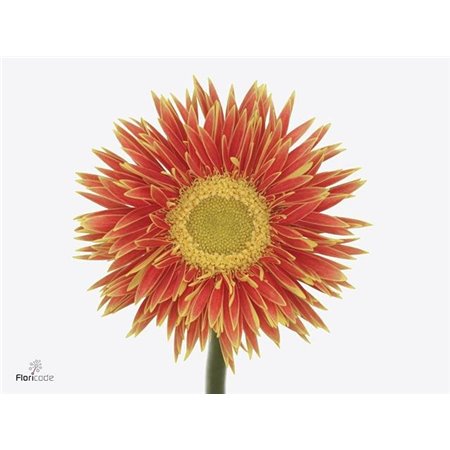 Gerbera Sp Mi Fairytale x20 c1807