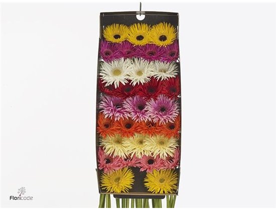 Gerbera Sp Mi Mixed 4 Colour X80 1 c1808