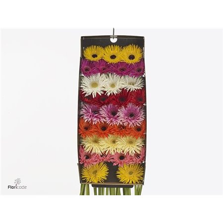 Gerbera Sp Mi Mixed 4 Colour X80 1 c1808