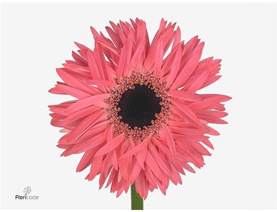 Gerbera Sp Mi Spectacle x20 c1809