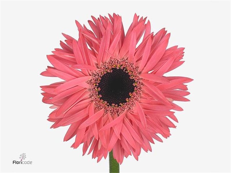 Gerbera Sp Mi Spectacle x20 c1809