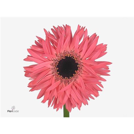 Gerbera Sp Mi Spectacle x20 c1809