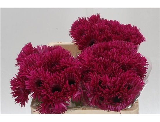 Gerbera Sp Mi Spinner x20 c1810