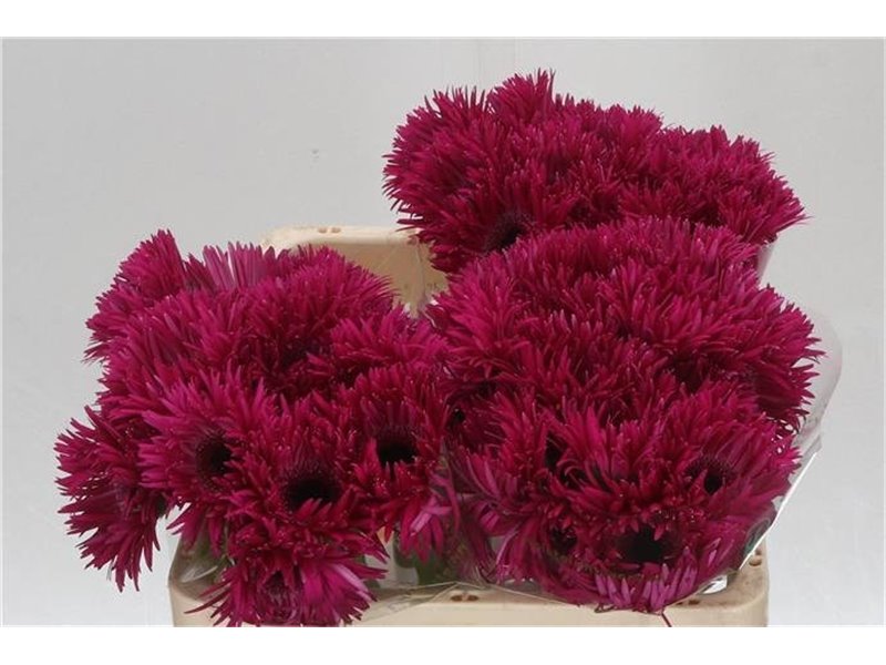Gerbera Sp Mi Spinner x20 c1810