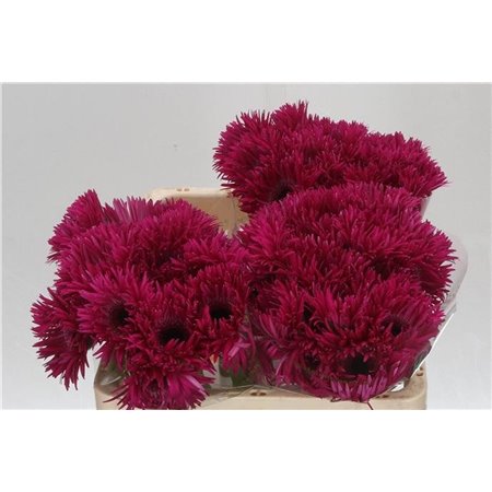 Gerbera Sp Mi Spinner x20 c1810