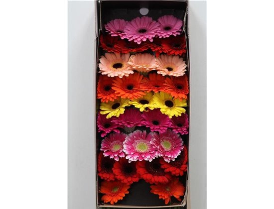 Gerbera Sp Mi Spinner x20 c1811